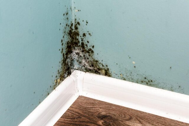 House Mold and Health