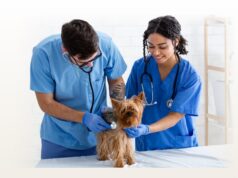 Designing a Veterinary Pet Portal That Clients Will Love Designing a Veterinary Pet Portal That Clients Will Love