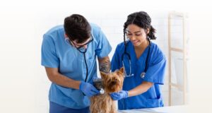 Designing a Veterinary Pet Portal That Clients Will Love Designing a Veterinary Pet Portal That Clients Will Love