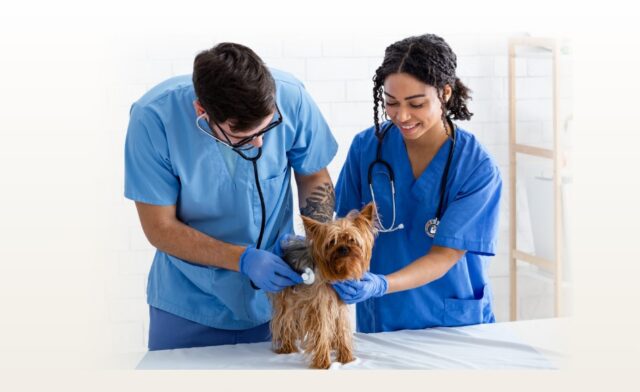 Designing a Veterinary Pet Portal That Clients Will Love