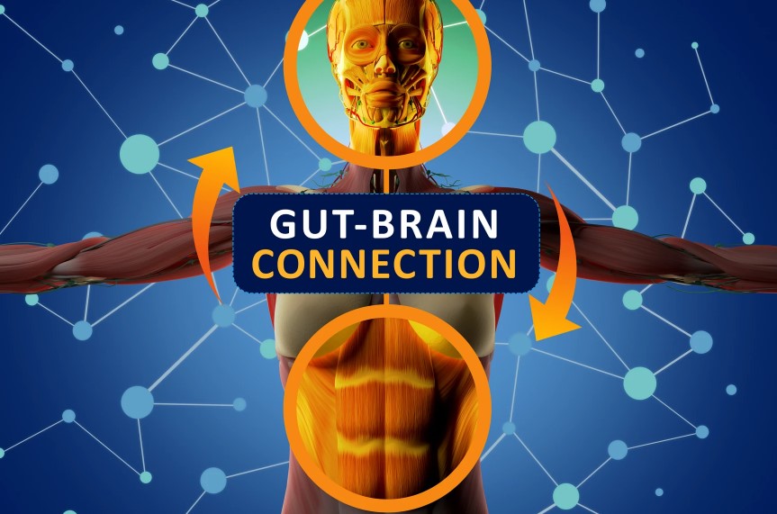 gut-brain connection